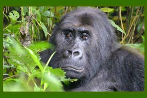 Posljednja nada u život velikih majmuna